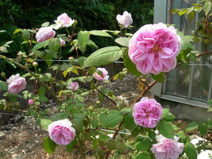 �����ġۥХ��� �ޥ��२��󥹥ȥ���� ���� 6��ȭ�����ʡ�J-OC20��