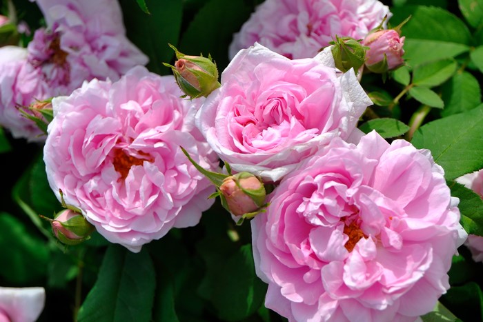 ġۥХ ȥɥܡ  6ȭʡJ-OB10