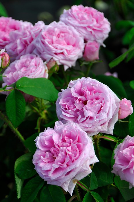 ġۥХ ȥɥܡ  6ȭʡJ-OB10