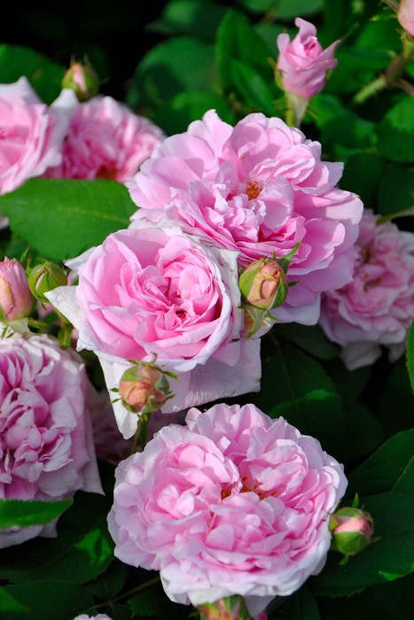 ġۥХ ȥɥܡ  6ȭʡJ-OB10