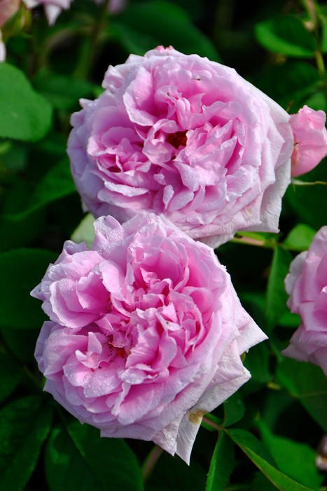 ġۥХ ȥɥܡ  6ȭʡJ-OB10