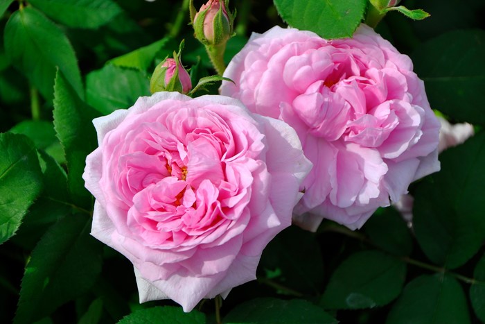 ġۥХ ȥɥܡ  6ȭʡJ-OB10