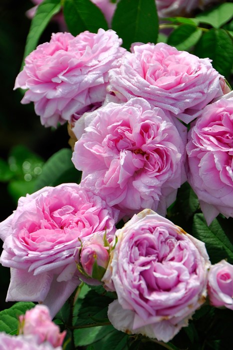 ġۥХ ȥɥܡ  6ȭʡJ-OB10