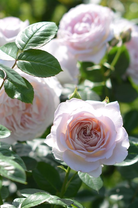 ���ߵ����ġۥХ��� ���ե� ���� 6��ȭ�����ʡ����ӿ建�� �ʼ���Ͽ�д���ϡ�Kb-RM�ա�0116�����