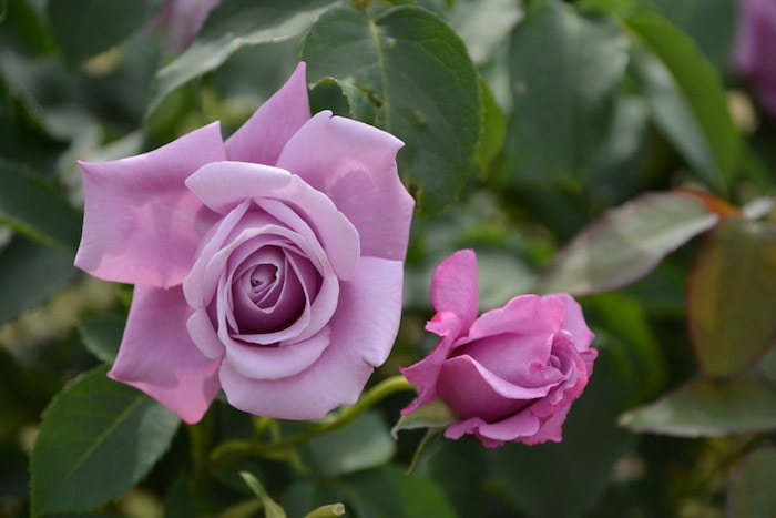 �Х��ġ����ġۤĤ륷����ɥ����� ���� 6��ȭ�����ʡ�J-CL20��