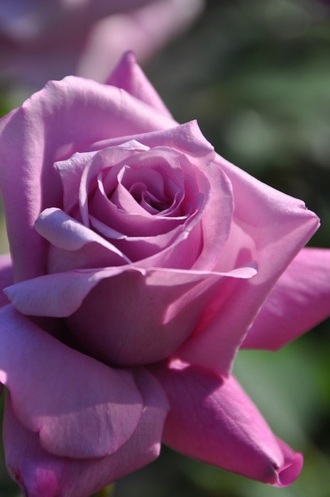 �Х��ġ����ġۤĤ륷����ɥ����� ���� 6��ȭ�����ʡ�J-CL20��