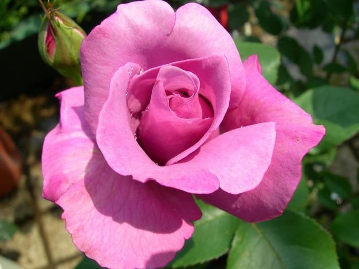 �Х��ġ����ġۤĤ륷����ɥ����� ���� 6��ȭ�����ʡ�J-CL20��