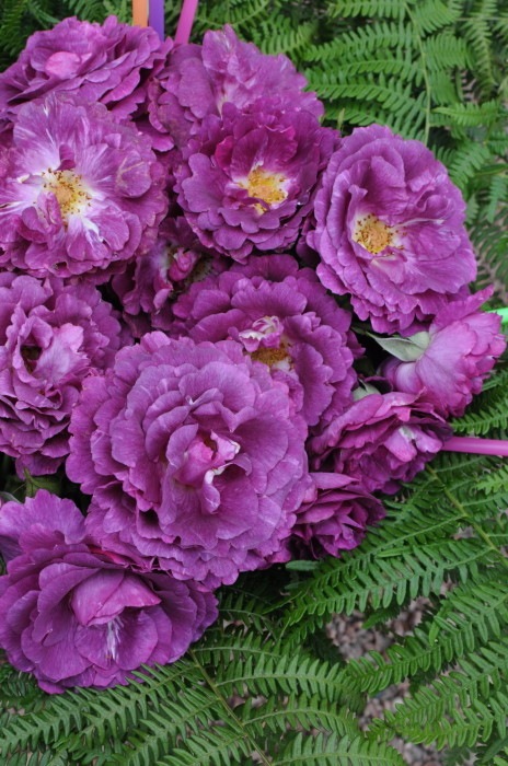 �Х��ġ����ġۥߥ��ƥ�塼�� ���� 6��ȭ�����ʡ����ӿ建�� ��Ͽ�ʼ�ϡ�Han-DOR��