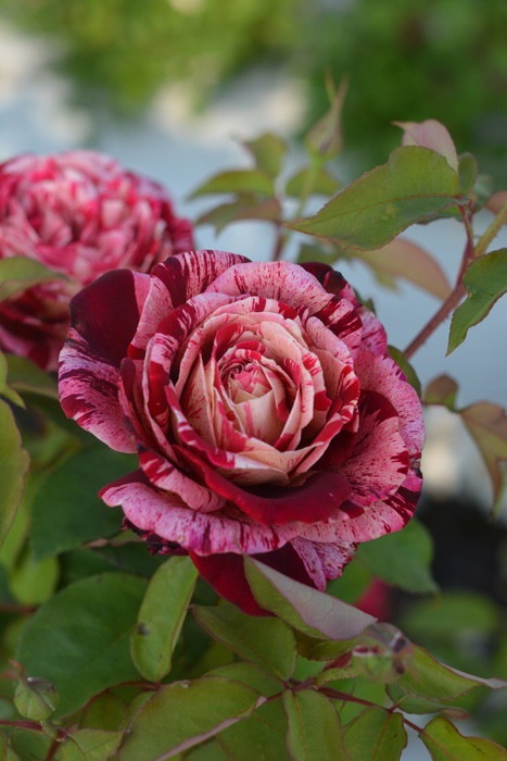 Хġġۥåߥå  6ȭʡӿ建 ϿʼϡKb-BRN