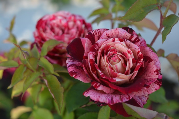 Хġġۥåߥå  6ȭʡӿ建 ϿʼϡKb-BRN