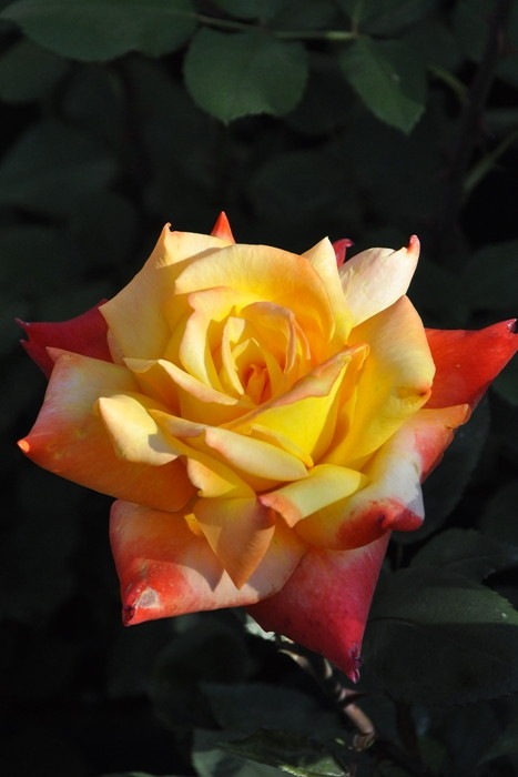 ڥ若ۡġۥХ ڹͺۥ  6ȭʡJ-HT20 ָ