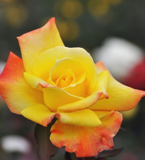 ڥ若ۡġۥХ ڹͺۥ  6ȭʡJ-HT20 ָ