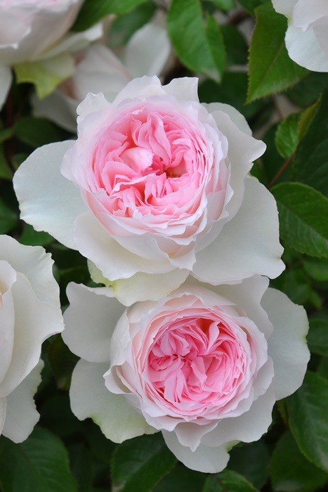 ���ߵ����ġۥХ��� ���������� ���� 6��ȭ�����ʡ����ӿ建�� �ʼ���Ͽ�д���ϡ�J-RP�ա�1212�����