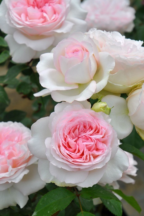 ���ߵ����ġۥХ��� ���������� ���� 6��ȭ�����ʡ����ӿ建�� �ʼ���Ͽ�д���ϡ�J-RP�ա�1212�����