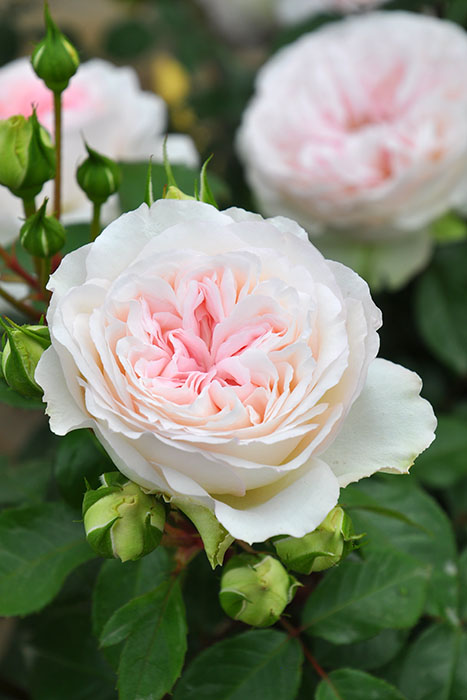 ���ߵ����ġۥХ��� ���������� ���� 6��ȭ�����ʡ����ӿ建�� �ʼ���Ͽ�д���ϡ�J-RP�ա�1212�����