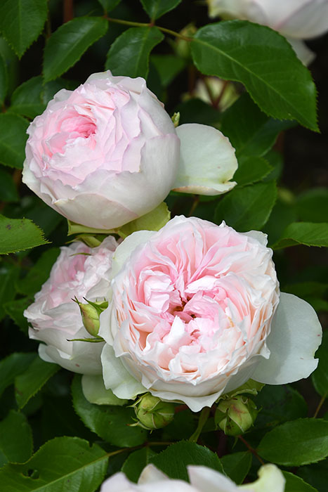 ���ߵ����ġۥХ��� ���������� ���� 6��ȭ�����ʡ����ӿ建�� �ʼ���Ͽ�д���ϡ�J-RP�ա�1212�����