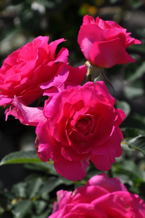 Хġġۥڤ  6ȭʡηʼϡJ-IRM3