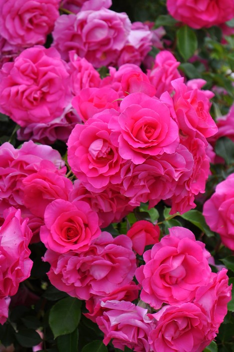 Хġġۥڤ  6ȭʡηʼϡJ-IRM3