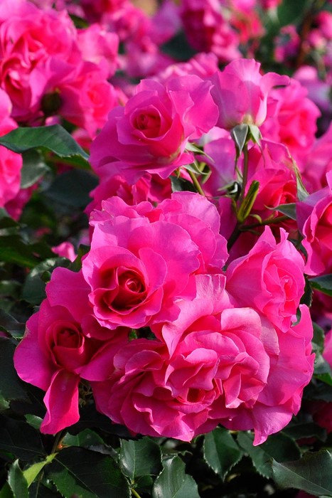 Хġġۥڤ  6ȭʡηʼϡJ-IRM3