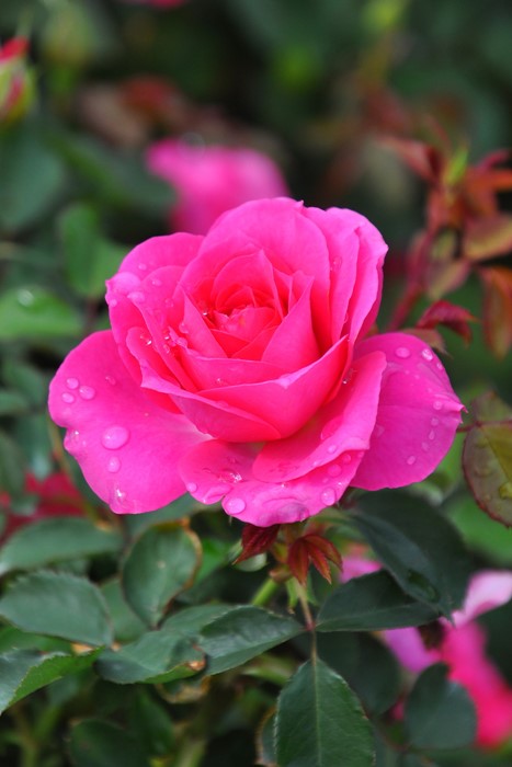 Хġġۥڤ  6ȭʡηʼϡJ-IRM3