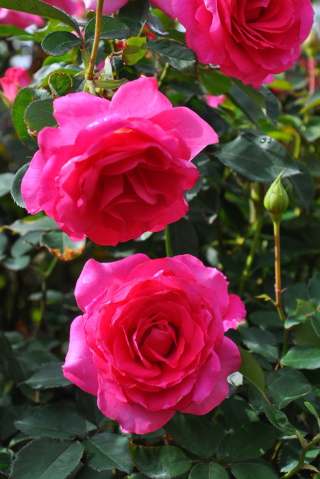 Хġġۥڤ  6ȭʡηʼϡJ-IRM3