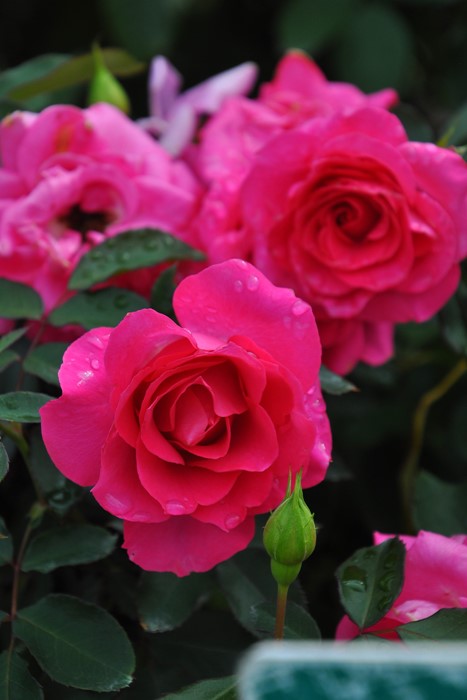 Хġġۥڤ  6ȭʡηʼϡJ-IRM3