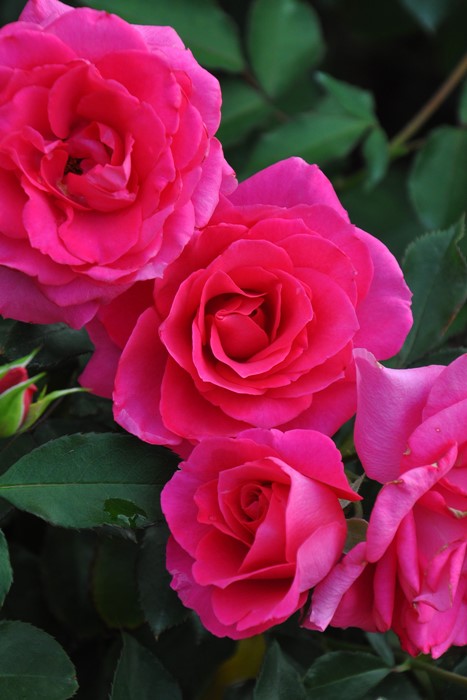 Хġġۥڤ  6ȭʡηʼϡJ-IRM3