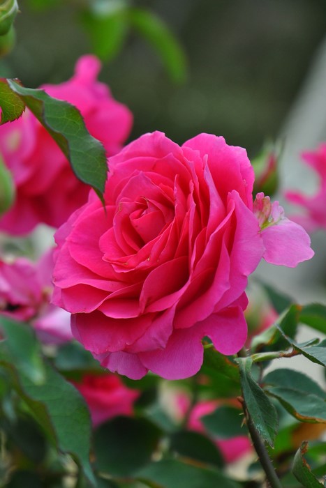 Хġġۥڤ  6ȭʡηʼϡJ-IRM3