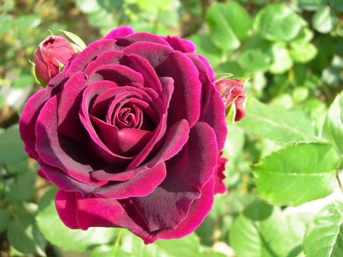 ���ߵ����ġۥХ��� �ߤ��� ���� 6��ȭ�����ʡη����ʼ�ϡ�OM-ZEN��