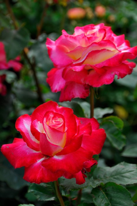 ХġġۤĤ֥ǥ饤  6ȭʡJ-CL20