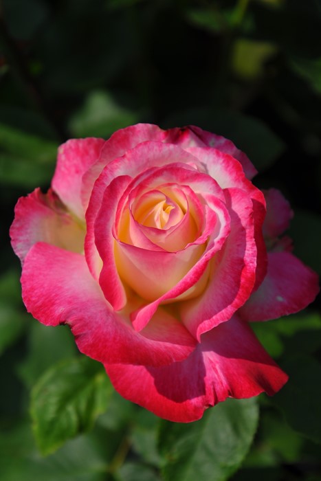 ХġġۤĤ֥ǥ饤  6ȭʡJ-CL20