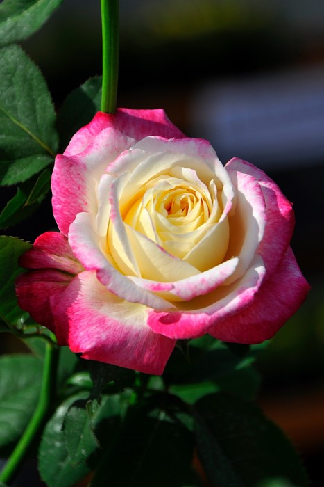 ХġġۤĤ֥ǥ饤  6ȭʡJ-CL20