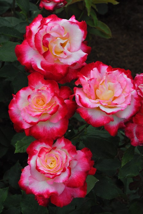 ХġġۤĤ֥ǥ饤  6ȭʡJ-CL20