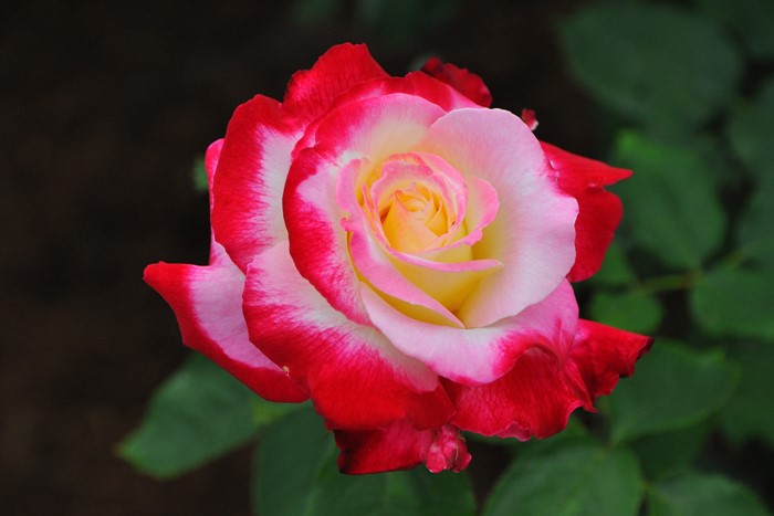 ХġġۤĤ֥ǥ饤  6ȭʡJ-CL20