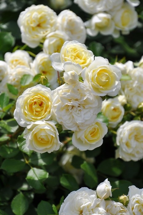 �����ġۥХ��� �Х˥�ܥ˥� ���� 6��ȭ�����ʡ����ӿ建�� ��Ͽ�ʼ�ϡ�IR-IRO3��