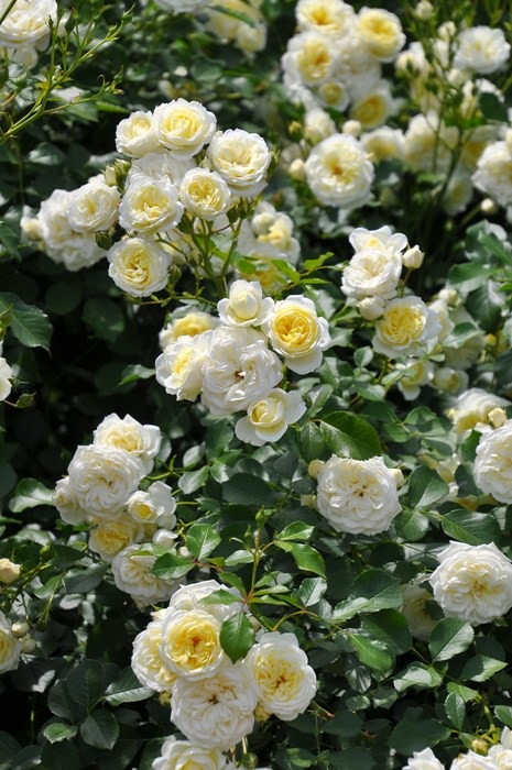 �����ġۥХ��� �Х˥�ܥ˥� ���� 6��ȭ�����ʡ����ӿ建�� ��Ͽ�ʼ�ϡ�IR-IRO3��