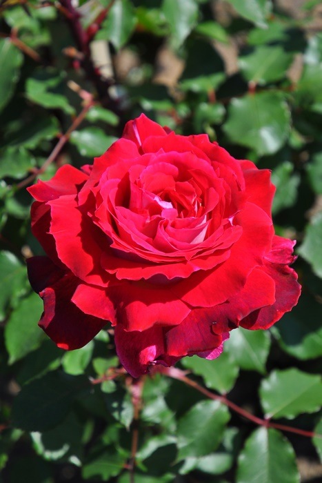 ġۥХ ̥롼  6ȭʡηʼϡJ-RO