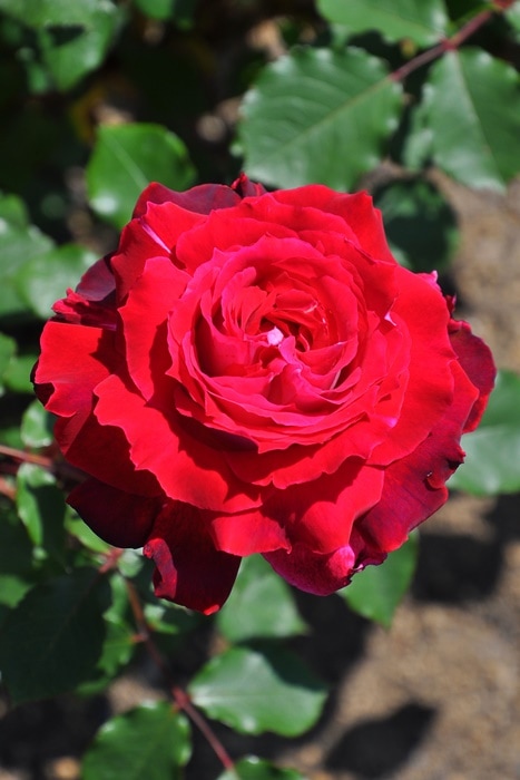 ġۥХ ̥롼  6ȭʡηʼϡJ-RO