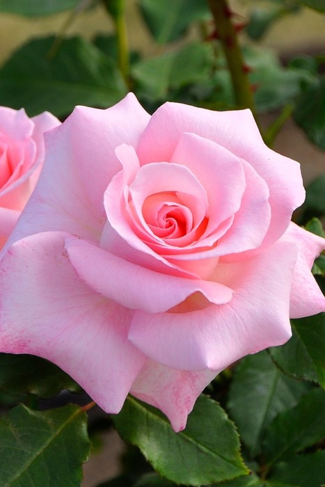 �Х��ġ����ġۥ֥饤����ԥ� ���� 6��ȭ�����ʡ�J-FL20��