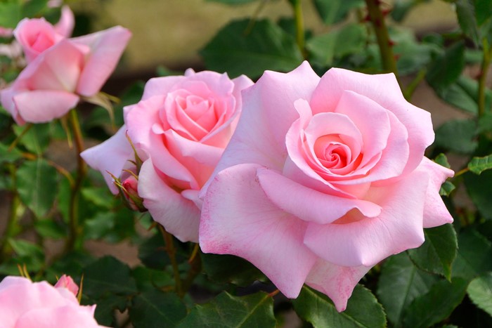 �Х��ġ����ġۥ֥饤����ԥ� ���� 6��ȭ�����ʡ�J-FL20��