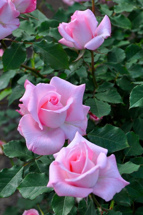 �Х��ġ����ġۥ֥饤����ԥ� ���� 6��ȭ�����ʡ�J-FL20��