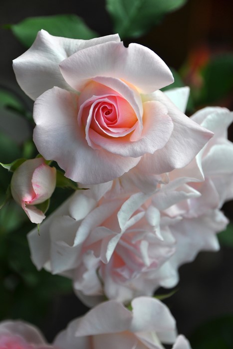 �Х��ġ����ġۥ֥饤����ԥ� ���� 6��ȭ�����ʡ�J-FL20��