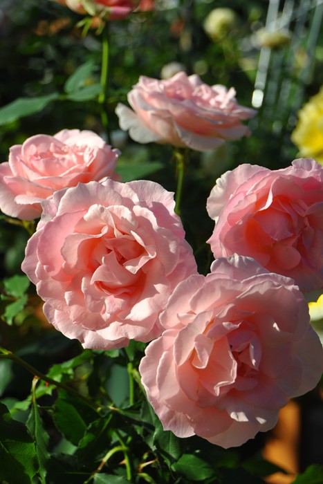 �Х��ġ����ġۥ֥饤����ԥ� ���� 6��ȭ�����ʡ�J-FL20��