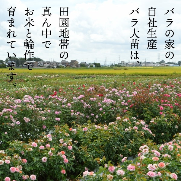 ơ7ǯƥ5kg Хβȿͻҥڻľ