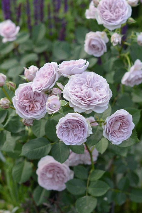 ���ߵ����ġۥХ��� �륽��� ���� 6��ȭ�����ʡ����ӿ建�� �ʼ���Ͽ�д���ϡ�Kb-RM�ա�0116�����