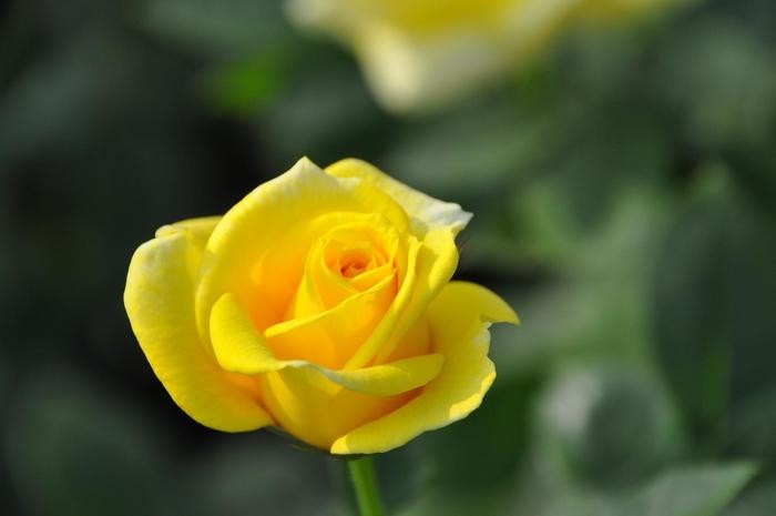 �Х��ġ����ġۤ����Τ��ɤꤳ�ڰ�Ʀ���ٻҡ� ���� 6��ȭ�����ʡ����ӿ建�� ��Ͽ�ʼ�ϡ�IR-IRO3��