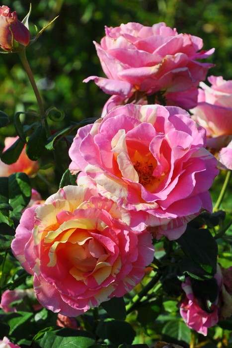 ġۥХ ɥ͡J&P  6ȭʡJ-HT25