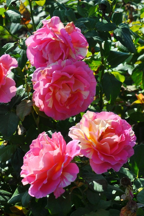 ġۥХ ɥ͡J&P  6ȭʡJ-HT25