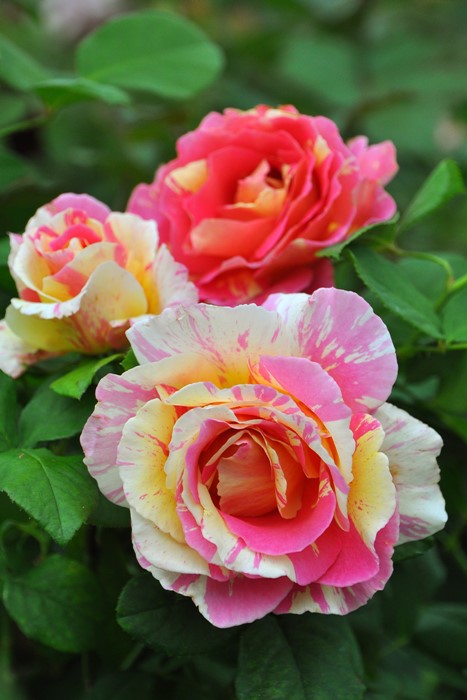 ġۥХ ɥ͡J&P  6ȭʡJ-HT25