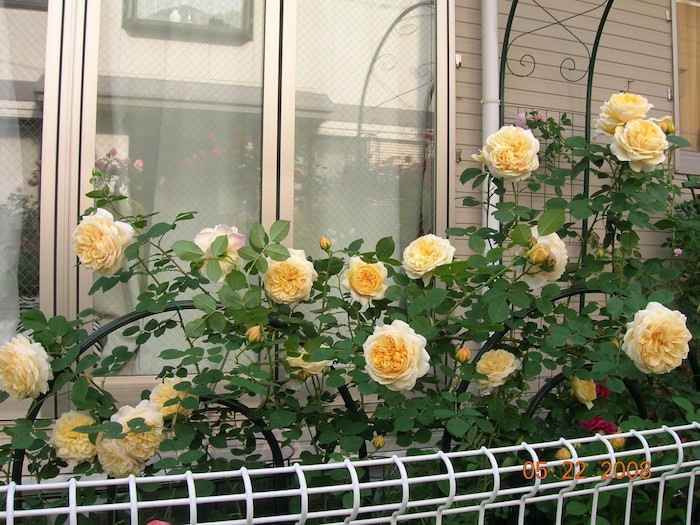 ���ߵ����ġۥХ��� �ƥ������󥰥��硼���� ͢���� 7��ȭ�����ʡη����ʼ�ϡ�ER-Y��